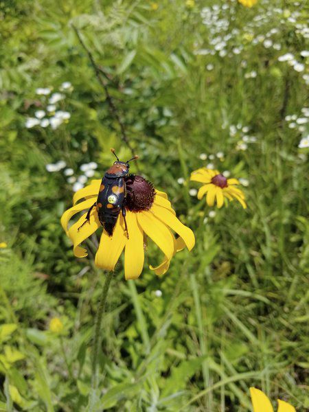 Scientists continue effort to restore American burying beetle